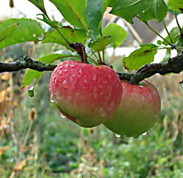 applesonbranch